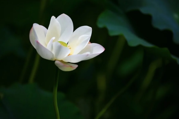 关于讽刺背后小人的经典句子精选137条（全网精选）