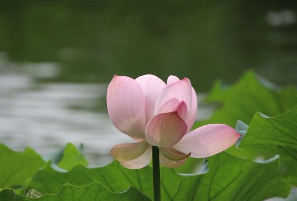关于唯美情话短句子精选113条（全网精选）