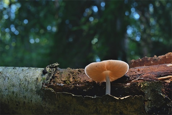 搬运工的经典语录 【搬运工的经典语录有哪些】