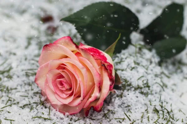 漫画人物画法范例6篇