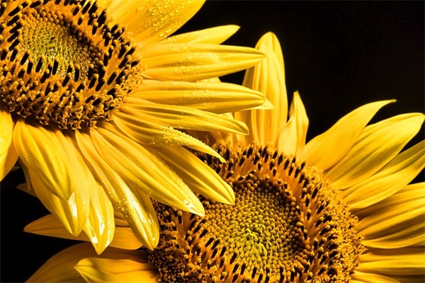 学生的话三年级寄语-51句