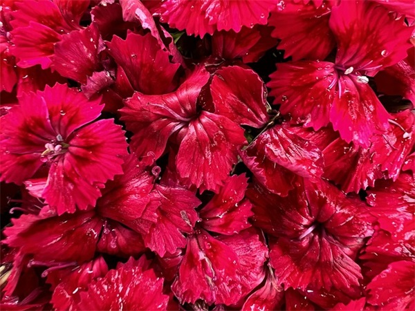 家长送给孩子的毕业寄语-96句