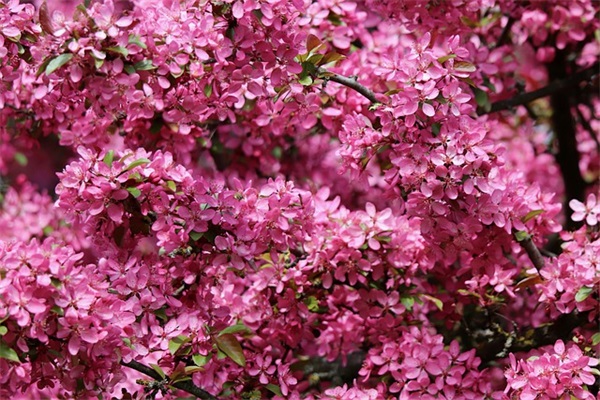 小学入学寄语-52句