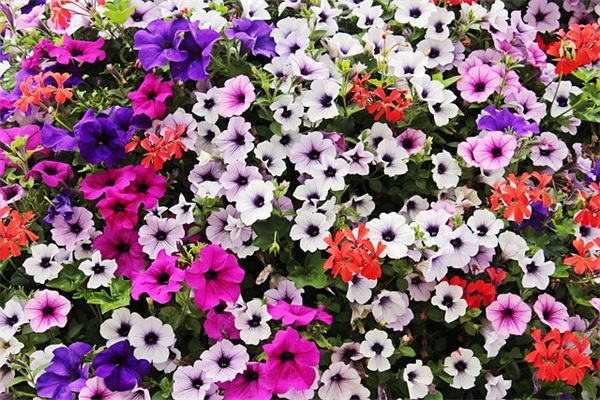 大班幼儿毕业感言句子 大班幼儿毕业感言句子老师