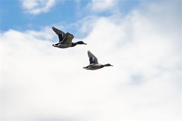 很有禅意的文案(有意境的文案句子)