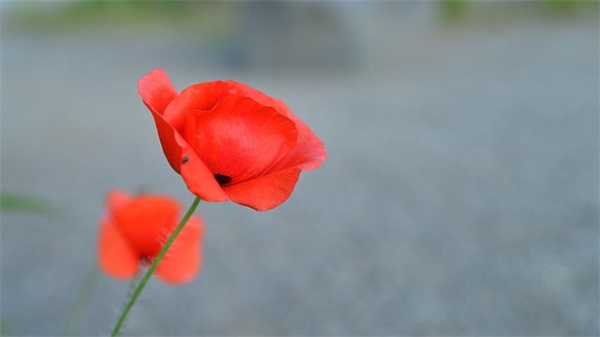 关于借雨抒情的句子 借雨抒情的句子