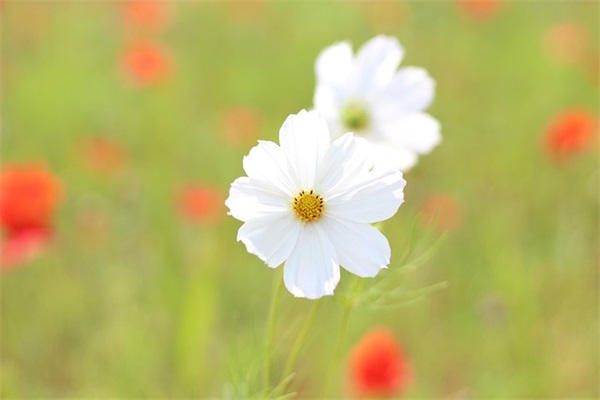 带摽结的网名昵称