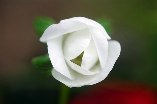 带皑岛的网名昵称