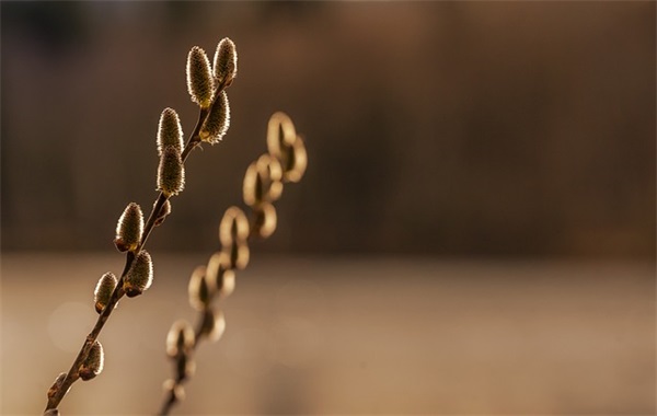 带草莓好听的网名男生