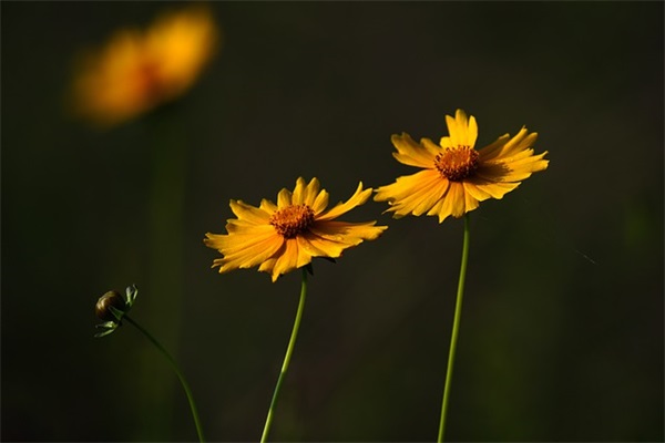 好听的吃鸡id女生(387个)