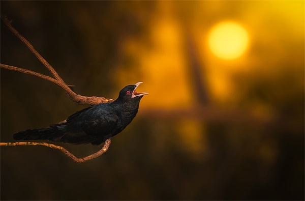 关于鱼的搞笑网名(优选371个)