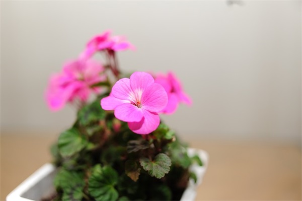 薄情少年qq网名(共290个)