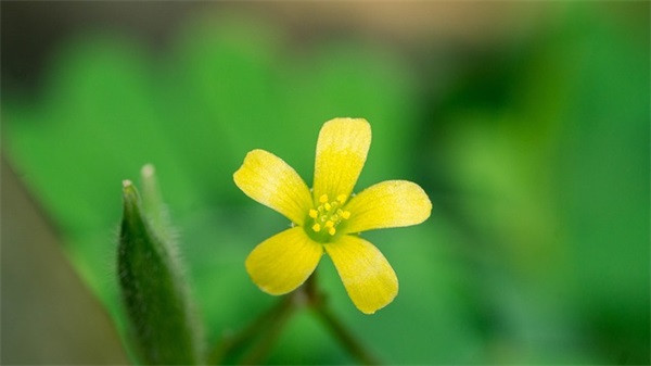 适合四十岁女人网名(优选391个)