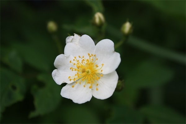 爸爸对高中女儿的寄语 【爸爸妈妈对高中女儿的寄语】