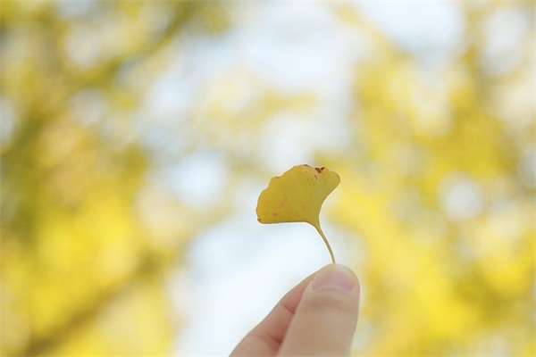 父亲节活动寄语 【父亲节活动总结文案】