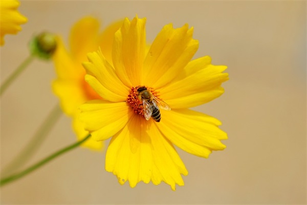 大班最后一学期家长寄语 【大班最后一学期家长的话】