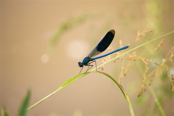 给子女的寄语 【给子女的寄语唯美】