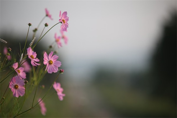 给15岁女儿的生日寄语-88句