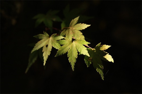夜晚伤感孤独的句子79句