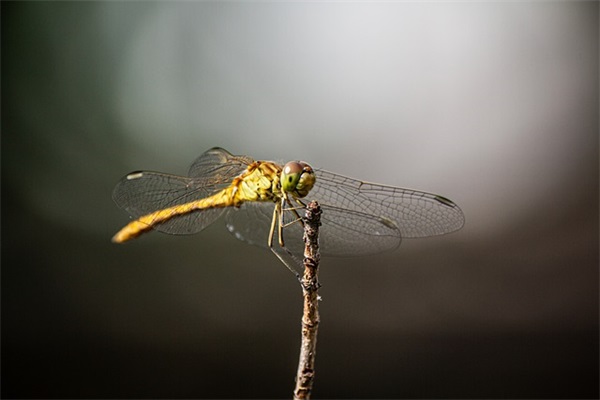 描写玫瑰花的优美句子39句