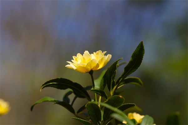 儿子生日快乐文案(儿子生日快乐文案精选句子简短)