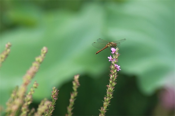 带沫的唯美网名(65个)