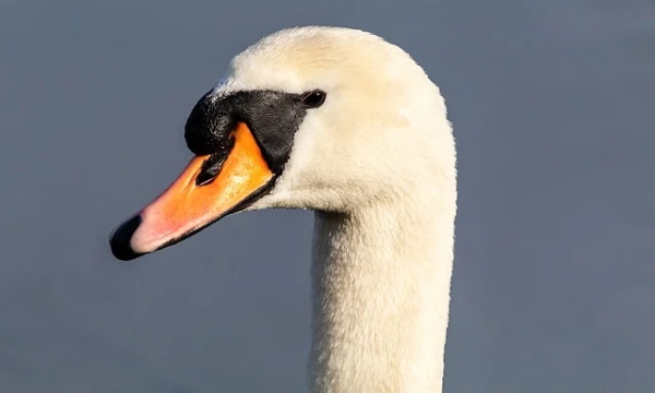 跟思有关好听网名