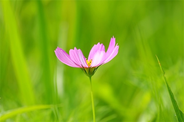 好听的闺蜜网名简短