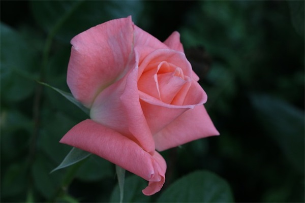 报纸创刊寄语 【报纸创刊词怎么写】