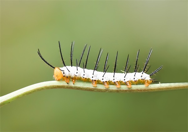 小学毕业老师对学生的寄语 给未来的你们 【小学毕业老师对学生的寄语简短】