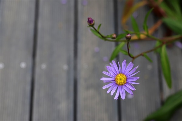 宝宝毕业的家长寄语 【宝宝毕业的家长寄语怎么写】