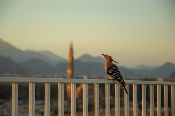 小朋友学期寄语 【给小朋友的学期寄语】