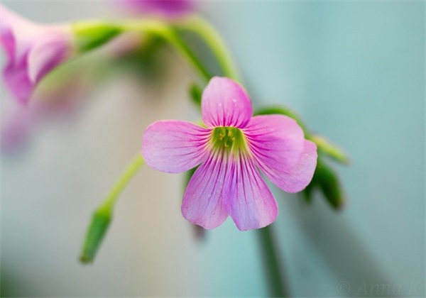 儿子对妈妈说的安全寄语 【儿子对妈妈说的安全寄语视频】
