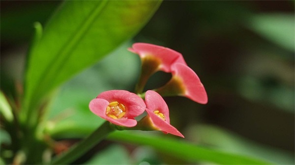 幼儿园成长纪念册老师寄语 【幼儿园成长纪念册老师寄语简短】