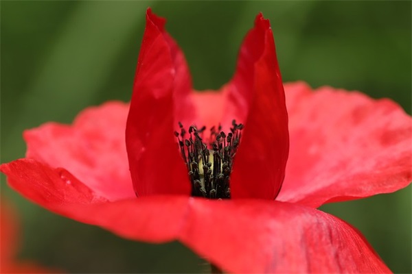 描写春天小草的句子39句