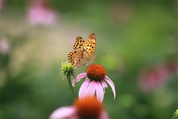 充满阳光的句子 女人心态阳光的句子