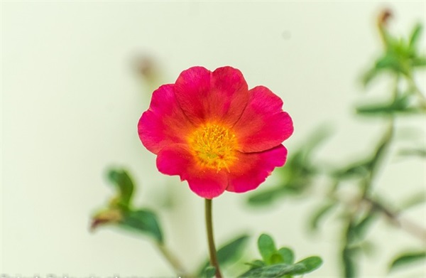 描写月亮的句子分享