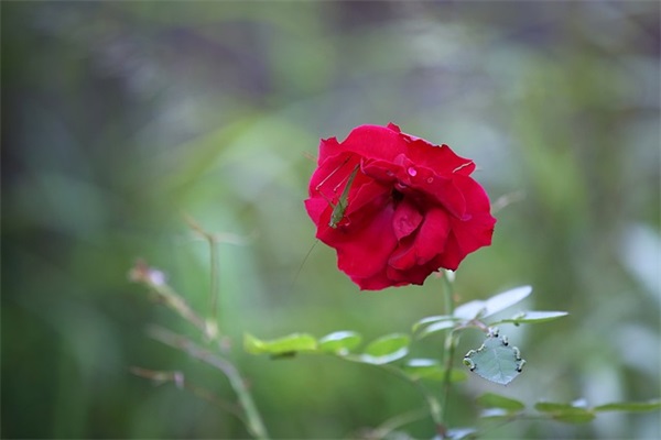 很甜很撩的早安句子 早安最美话精选
