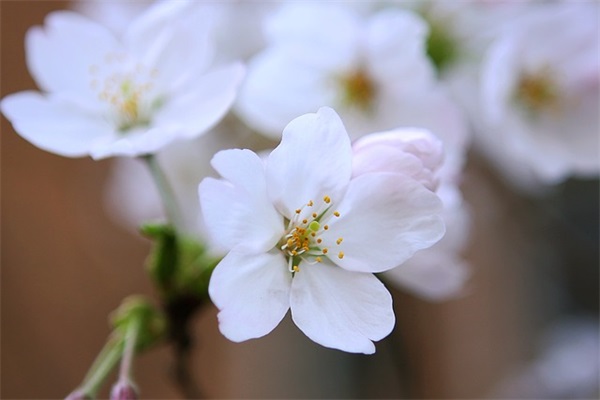 有关思念母亲的句子