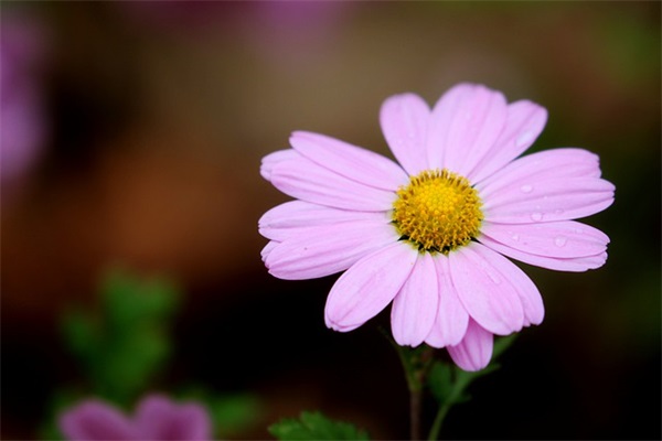 描写初夏的早晨句子