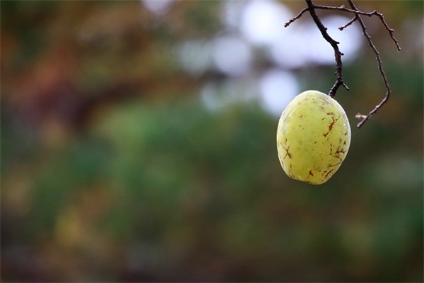 此时已春暖花开的句子 所有却不能皆所愿的文案