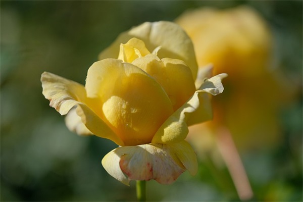 儿童节孩子的简短寄语-54句