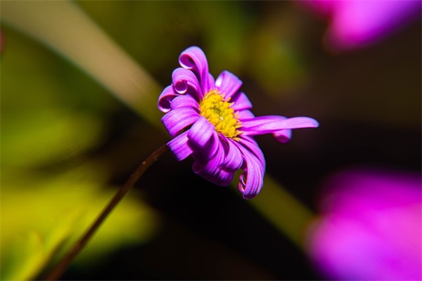 学生成长寄语美好句子简短-55句