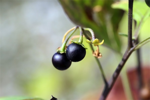 班主任寄语大全简短的-51句