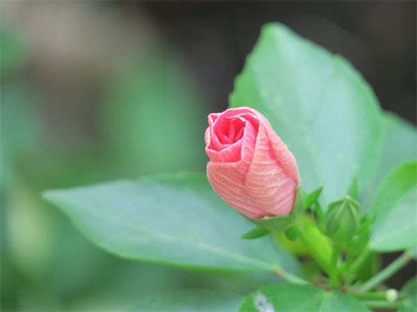 幼儿园开学寄语集锦-55句