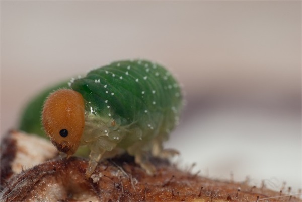 大班儿童毕业寄语大全-51句