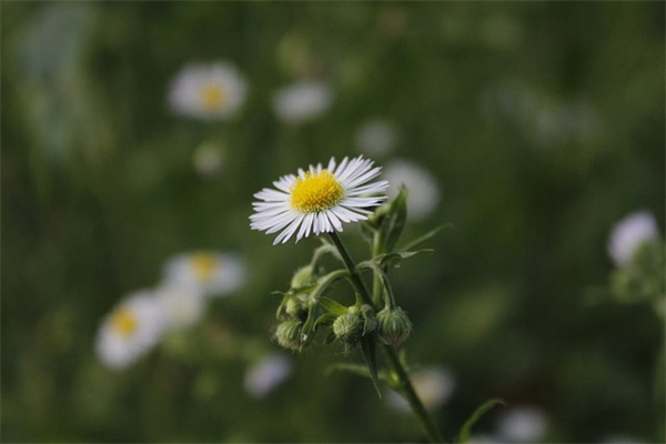 小班幼儿家长寄语简短20字-50句