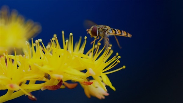 一学期家长寄语-50句