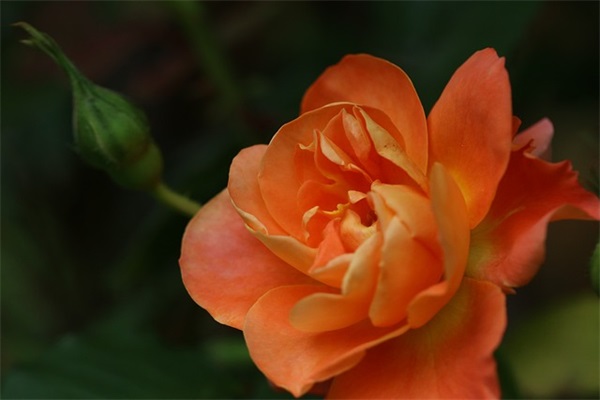 一年级孩子爸妈寄语-52句