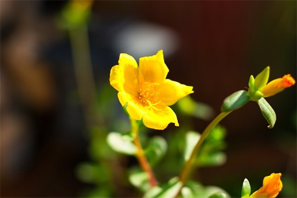 2026描写鲜花盛开的句子